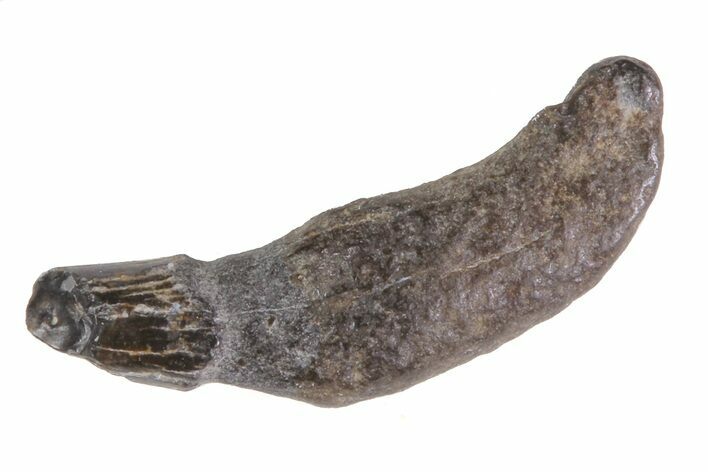 Fossil Odontocete (Toothed Whale) Tooth - Maryland #71104